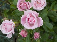 Image result for Best Floribunda Roses