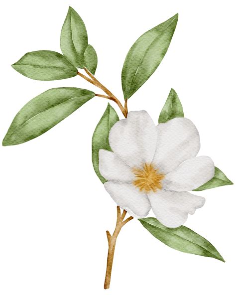 acuarela de flor blanca 10218788 PNG