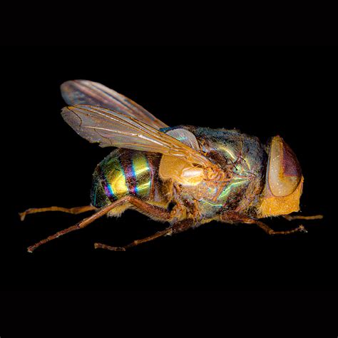 Fly Insect 的图像结果