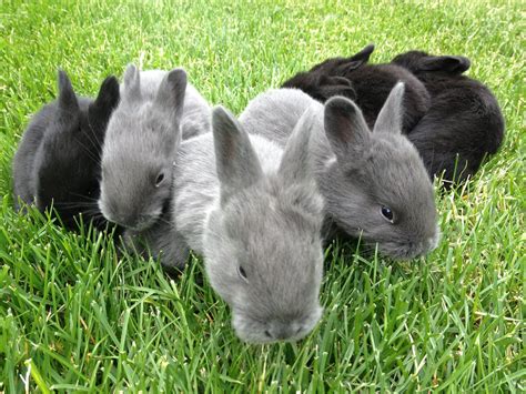Silver Fox Rabbits