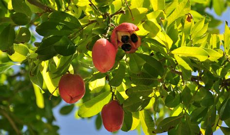 Unlocking the Health Secrets of Ackee Fruit: A Comprehensive Analysis ...