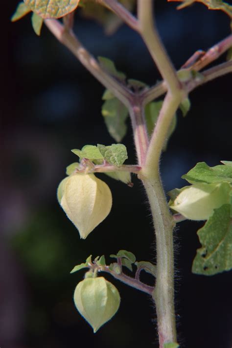Ground Cherries