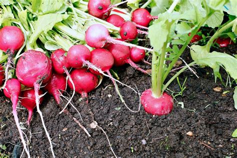 10 Cool-Season Vegetables To Plant In Ohio This Fall