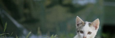 Missions to Help Stray Animals Around the World - FOUR PAWS ...