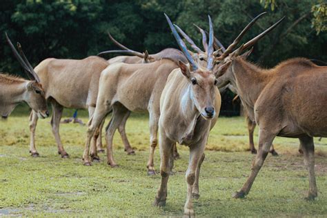 Eland Tutorial Python 的图像结果