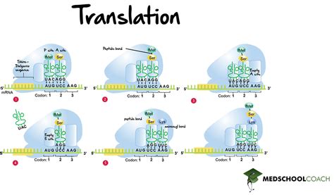 Image result for Translation Process Biology