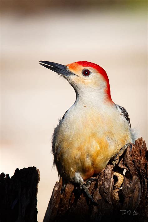 Straight-Party Voting Declines in Oklahoma | by Ted Streuli | First ...