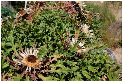 Polyphenolic Composition of Carlina acaulis L. Extract and Cytotoxic ...