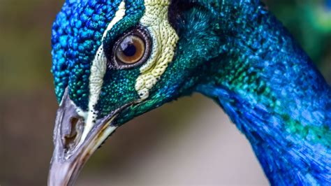 How Animals See Color 的图像结果