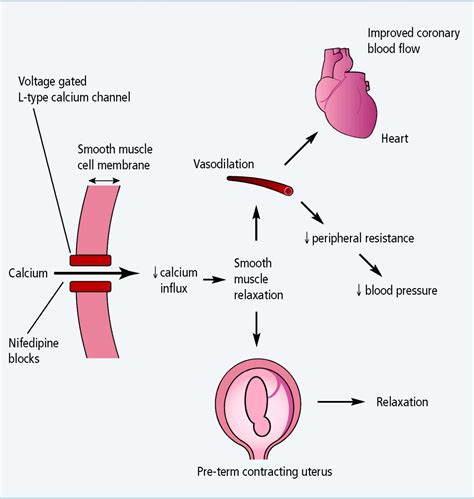 Nifedipine in pregnancy - Aedla - 2012 - Practical Diabetes - Wiley ...