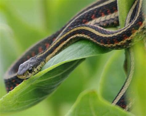 Download Plains Garter Snake Wallpaper | Wallpapers.com