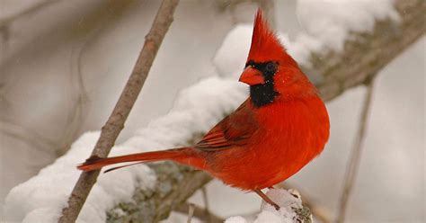 Cardinals Drop in, Edward L Ryerson Nature Preserve, Deerfield, 13 ...