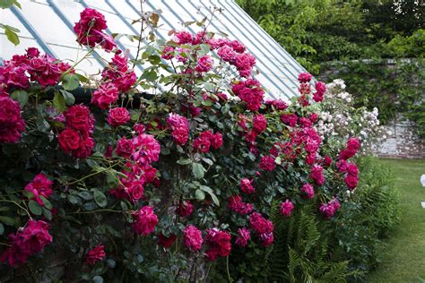 9 Great Varieties of Climbing Roses
