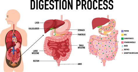 Image result for Digestion Process Step by Step Explained
