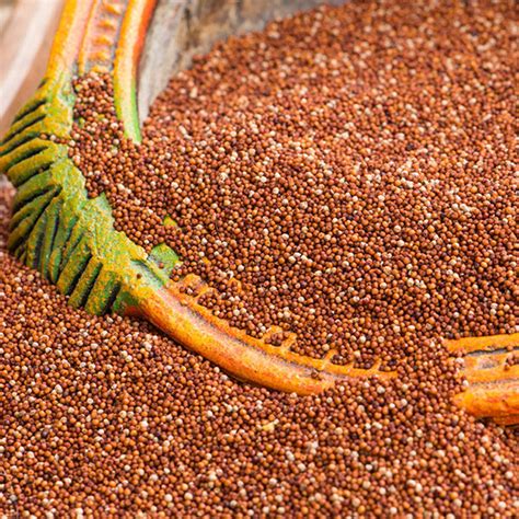 But the Best and Organic Ragi Finger Millet on Online in India | Nutty Yogi