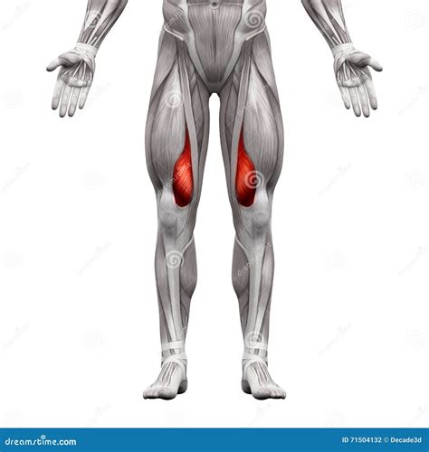 Vastus Medialis Muscle - Anatomy Muscles Isolated on White - 3D Stock Illustration ...