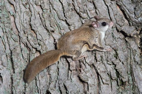 Flying Squirrel - Outdoor Enthusiast Lifestyle Magazine