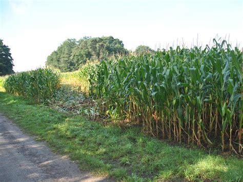 Vandalismus: Unbekannte zerstören Ernte im Maisfeld | agrarheute.com