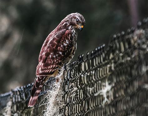 Image result for Brooding Bird