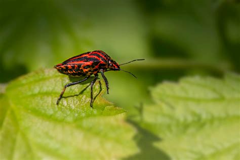 A red and black bug sitting on top of a leaf · Free Stock Photo