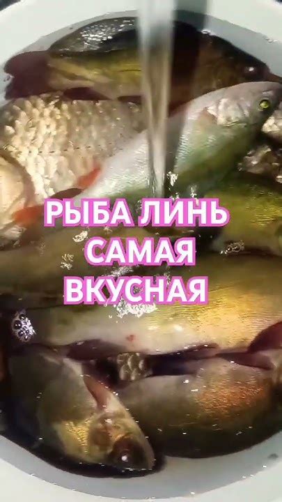 РЫБА ЛИНЬ САМАЯ ЛУЧШАЯ И ВКУСНАЯ БЛЮДО СУШИ ЯПОНСКОЕ РЫБАЛКА НА КАРАСЯ ...