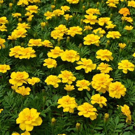 French Marigold Yellow Seeds – Compact Winter Blooms for Pots & Borders ...