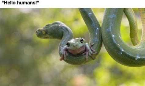 Image result for Python vs Frog