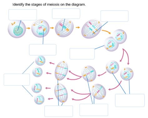 Image result for Bio Chapter 4 Quiz