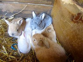 Image result for Baby Bunnies Coloring Pages