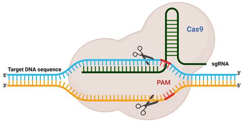 CRISPR-Cas9-Based Genome Engineering in Animals | Encyclopedia MDPI