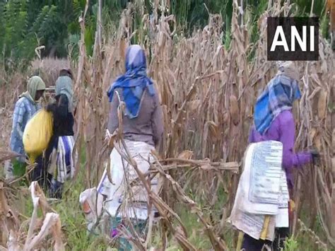 Karnataka: Maize crops damaged due to incessant rain in Shivamogga