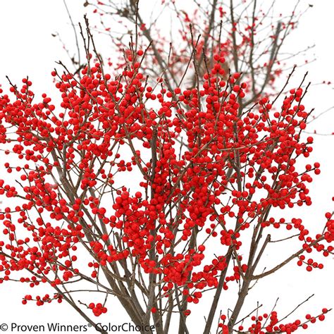 Berry Poppins® Winterberry Holly | Plant Addicts