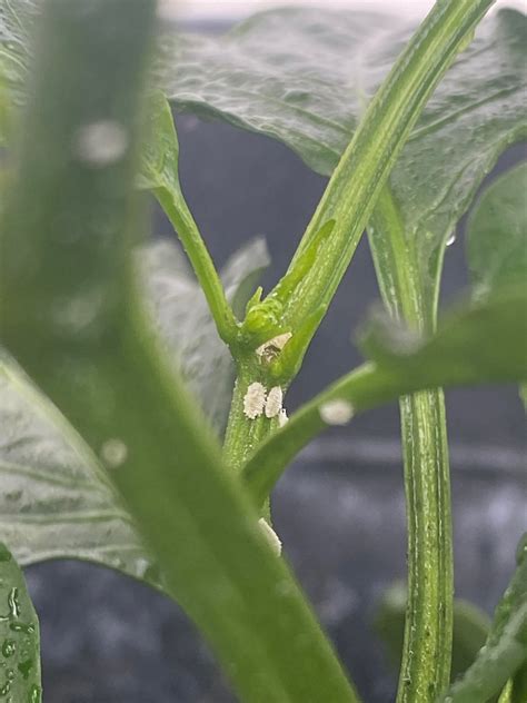 What are these bugs on my pepper plant and how do I get rid of them ...