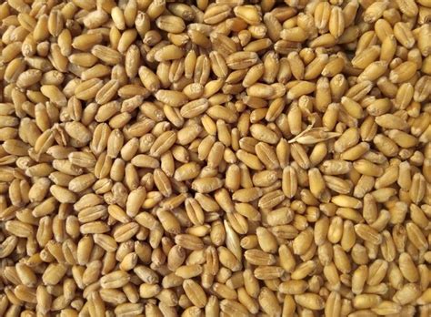Explained: What Are Western Disturbances That Can Affect Wheat ...