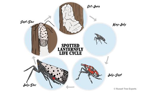 Russell Tree Experts — Spotted Lanternfly: They Are Getting Close!