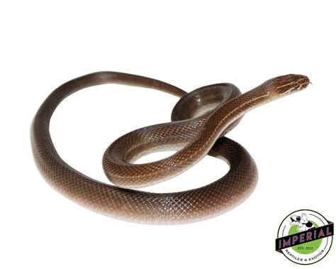 Brown African House Snake by Imperial Reptiles & Exotics, LLC - MorphMarket