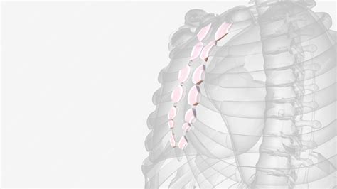 Premium Photo | Ligaments of sternocostal joints