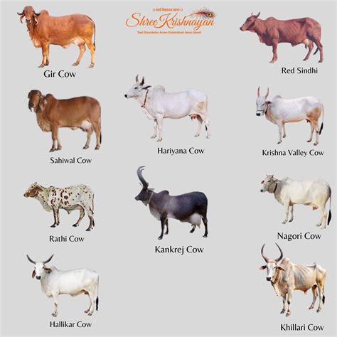 Top 10 High Demanding Milk Producing Desi Cow Breeds in India