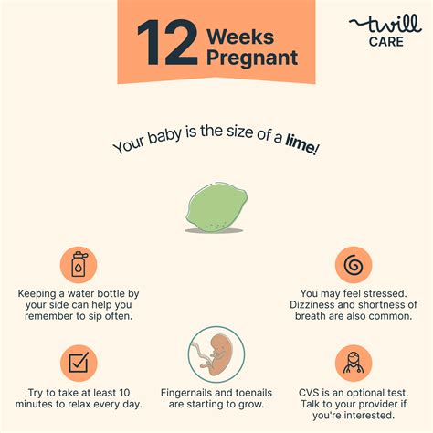 12 Weeks Pregnant | Pregnancy Week-by-Week - Twill Care