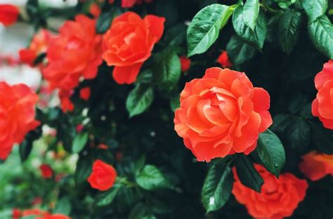 Image result for 12 12 12 Fertilizer Lawn