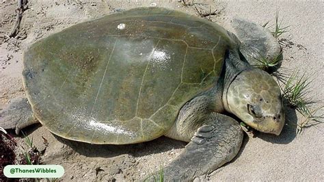 Kemp’s Ridley Sea Turtle: Characteristics, Habitats, Behaviors, Feeding and Facts