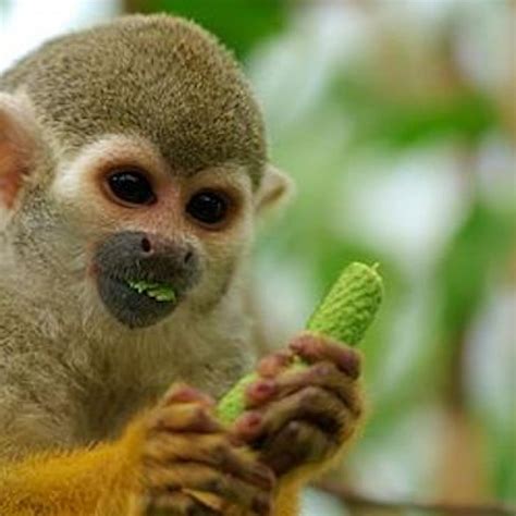 Pet Monkey Aggression 的图像结果