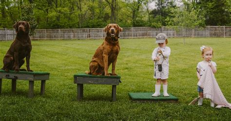 Image result for Training Retrieving Dogs