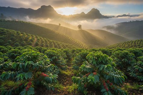https://boquetecoffeetraders.com/cdn/shop/articles/a-image-of-coffee-crops-in-the-mountain.png?v=1779223023