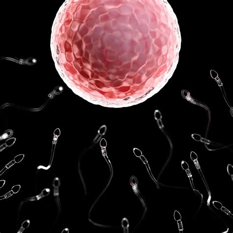Does Caffeine Affect Sperm? Caffeine And Male Fertility – CAFFEINEcontrol