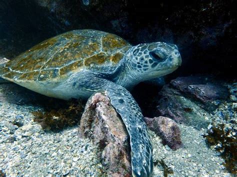 Image result for Turtle Programming Tutorial
