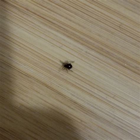 What Are These Tiny Black Bugs On My Bed at Blake Sexton blog