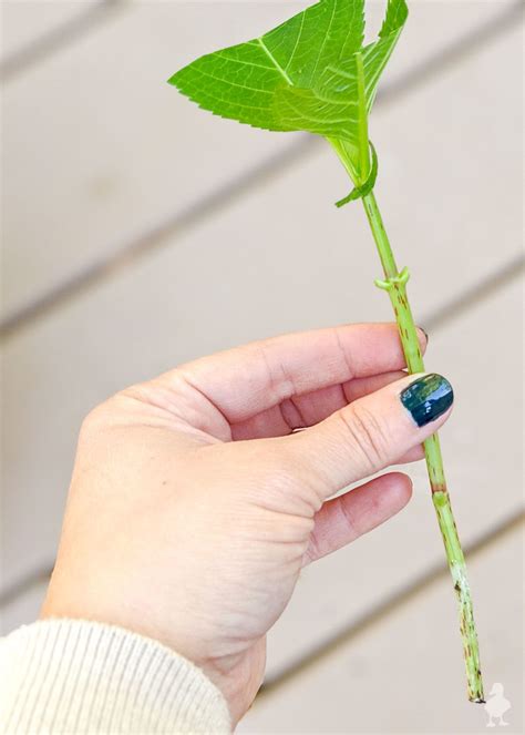 Propagating Hydrangeas 的图像结果