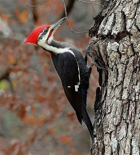 Woodpeckers!, Washington Crossing State Park, Hopewell Township, 7 ...