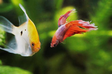 Betta Fish Fighting Each Other